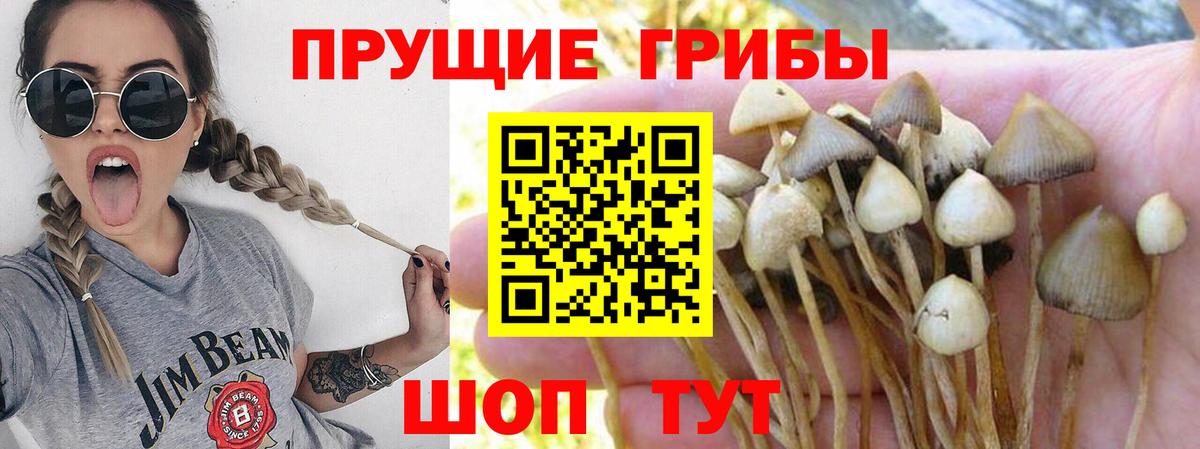Псилоцибиновые грибы Magic Shrooms  Вход с VPN  Тверь 